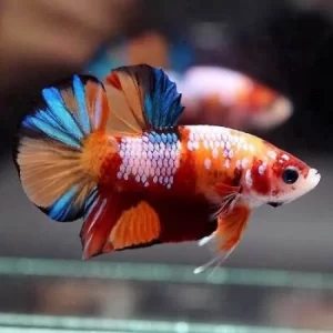 Betta fish