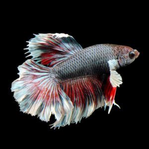 Freshwater fish