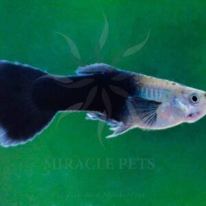 Freshwater Fish
