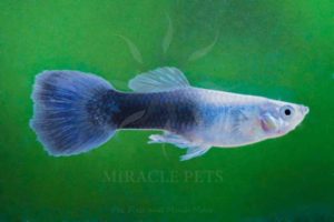 Freshwater Fish