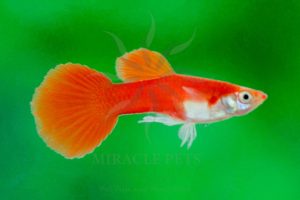 Freshwater Fish