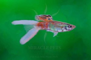 Freshwater Fish