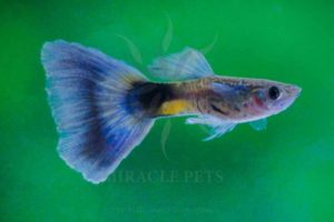 Freshwater Fish