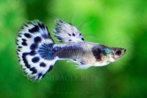Freshwater Fish