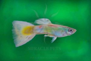 Freshwater Fish