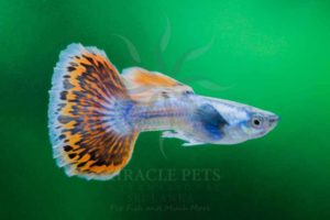 Freshwater Fish