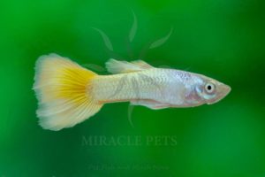 Freshwater Fish