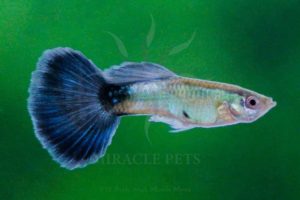 Freshwater Fish