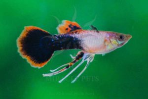 Freshwater Fish