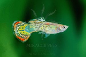 Freshwater Fish