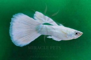 Freshwater Fish