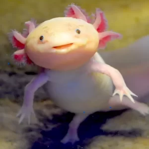 Axolotl