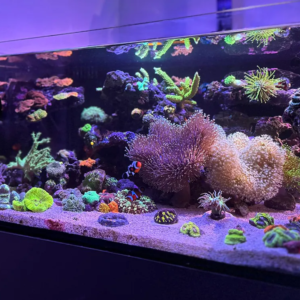 Aqurium Products